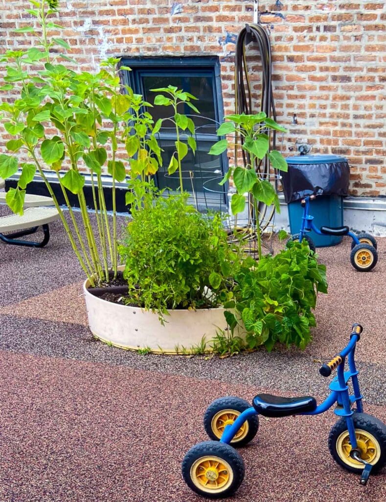 Bridgeport Child Care Center Garden